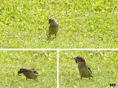 2018-06-16-Vierzon (20)